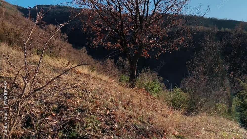 Push and pan shot of a tree in the mountains at sunset slow motion 4k Push and pan shot of a tree in the mountains at sunset slow motion 4k