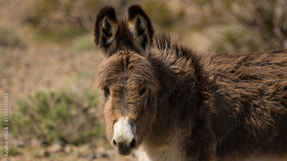 Cute fuzzy young donkey or burro  in the Mojave desert. 