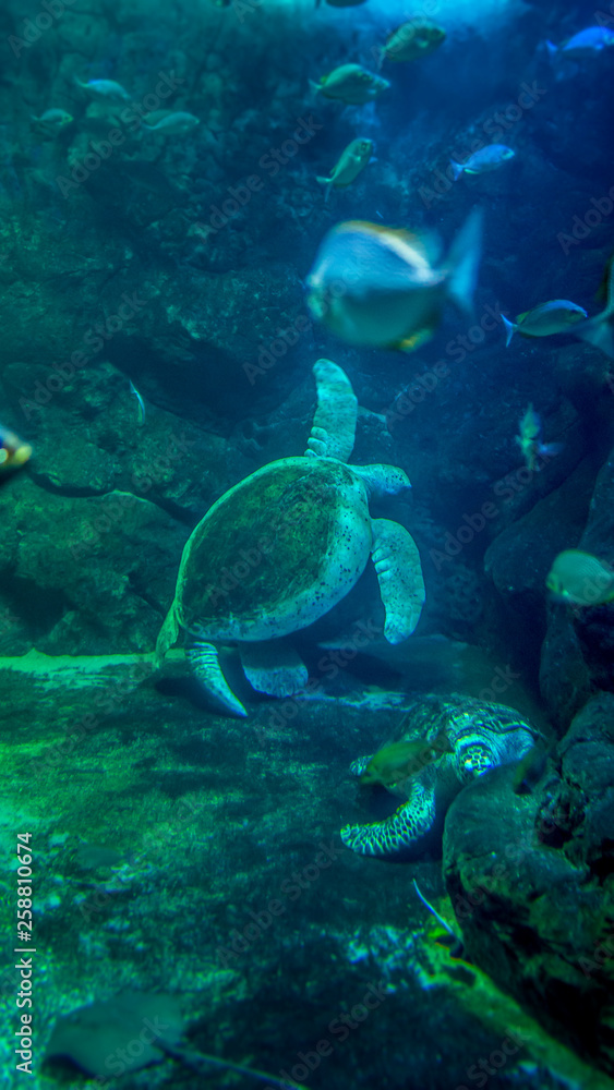 Fototapeta premium Turtle of the Sea