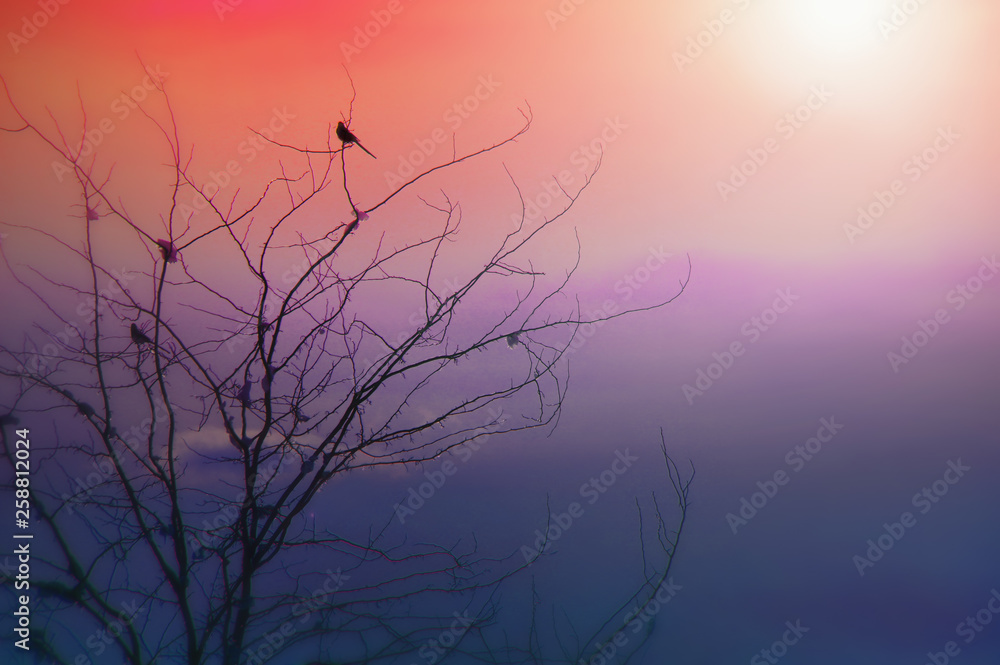 Contemporary art - a single bird sitting on the top of a tree while the sun is setting Contemporary art - a single bird sitting on the top of a tree while the sun is setting