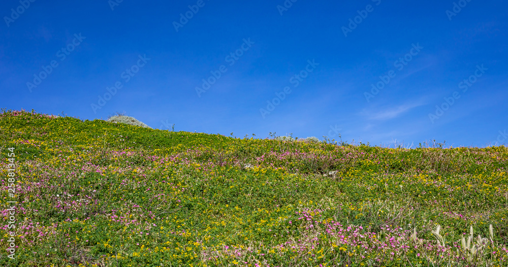 Spring in Greece. Small colorful wild flowers on green grass, blue clear sky background, banner Spring in Greece. Small colorful wild flowers on green grass, blue clear sky background, banner