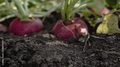 Close up of red radish on the spring fields 