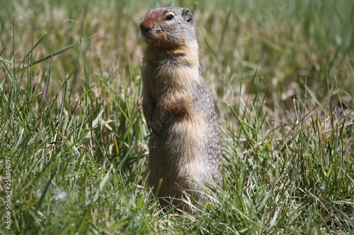 Ground Squirrel