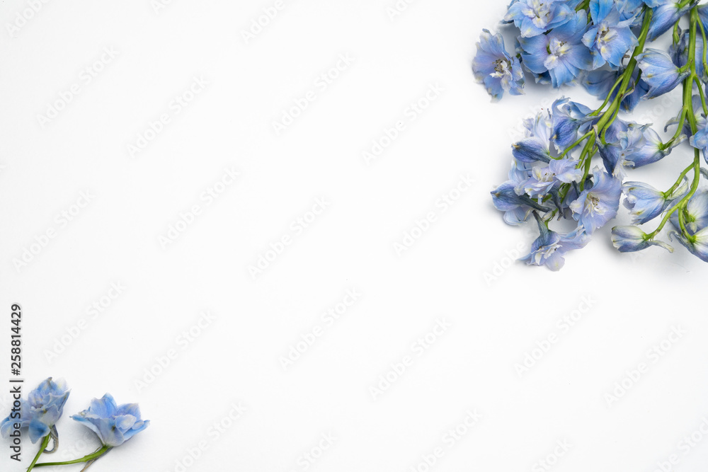 Obraz premium Blue Delphinium flower background floral flatlay