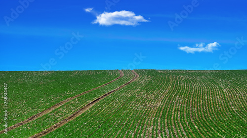 Green agricultural field with blue sky and clouds on background