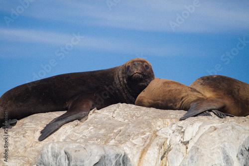 Seals on a rock beach 