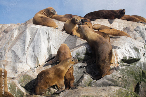 Seals on a rock beach 