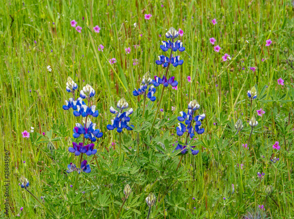Fototapeta premium Colorful blue and purple Sky Lupine wildflowers (Lupinus nanus) covers the ground in the hills of Monterey, California.