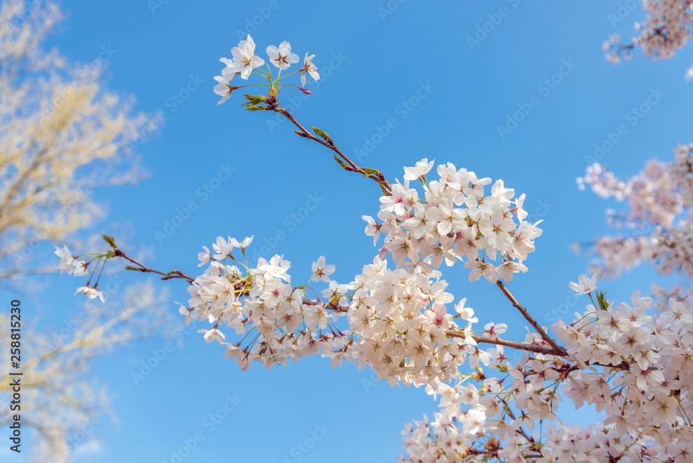Outdoor sunny view of beautiful blooming cherry blossom branch, sakura tree, in spring season over blue sky background. Outdoor sunny view of beautiful blooming cherry blossom branch, sakura tree, in spring season over blue sky background.