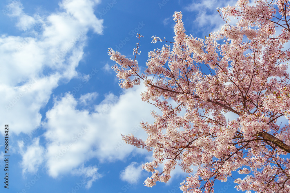 Outdoor sunny view of beautiful blooming cherry blossom treetop, sakura tree, in spring season over deep blue sky background.