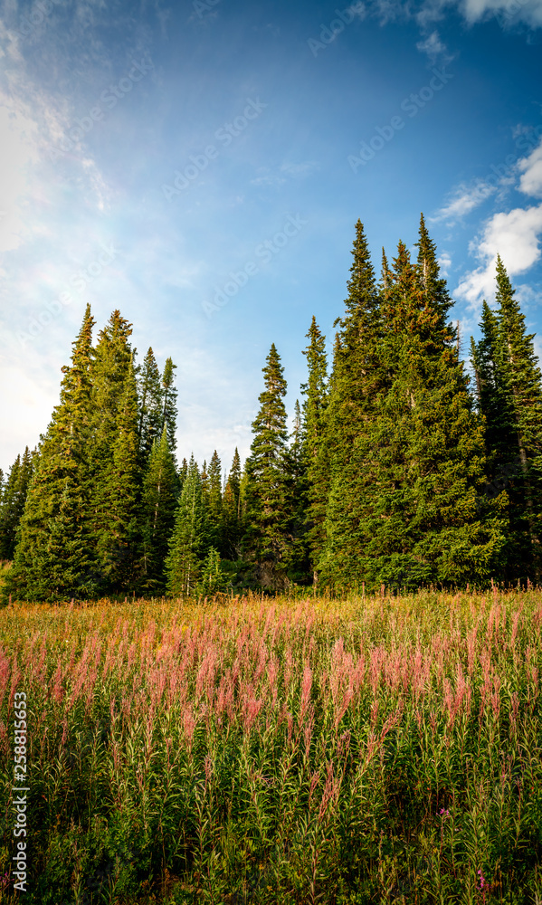 Mountain Pines Mountain Pines