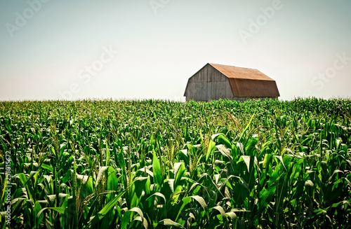 Canvas Print Old wooden barn in the cornfield