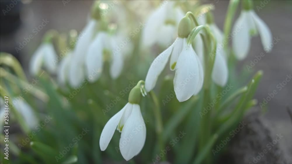 Snowdrop or galanthus flower macro, panning shot, shallow depth of field Snowdrop or galanthus flower macro, panning shot, shallow depth of field