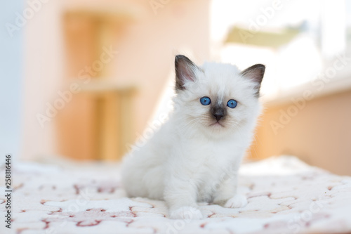 kitten cat breed sacred burma on a light background © vadimborkin