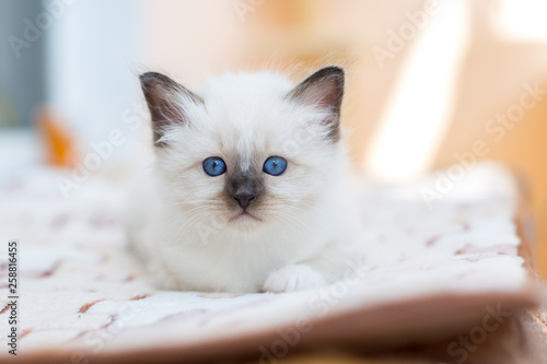 kitten cat breed sacred burma on a light background