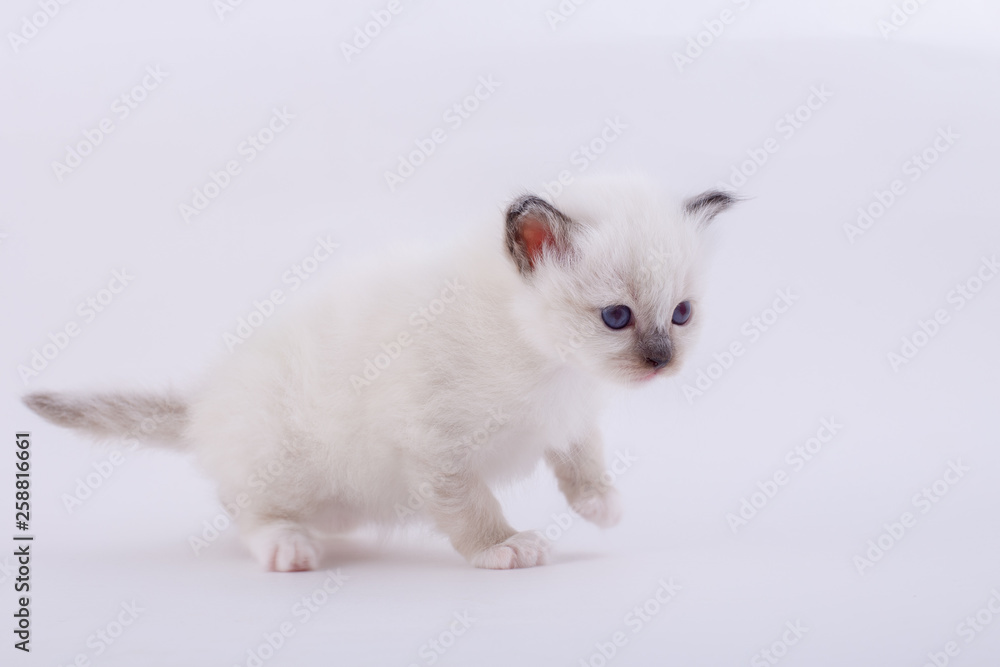 kitten cat breed sacred bIrma on a white background