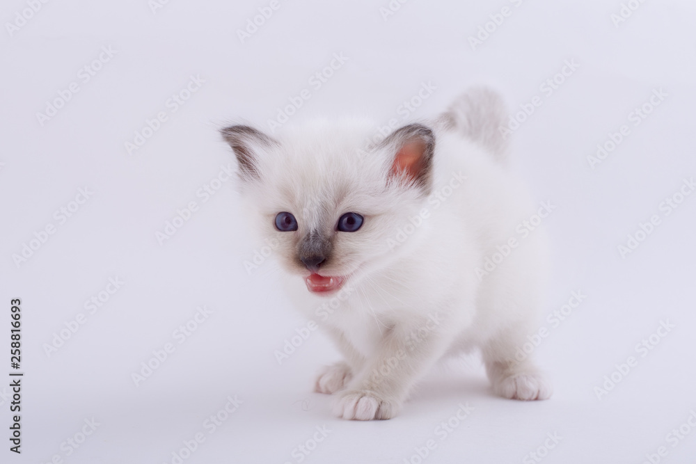 kitten cat breed sacred bIrma on a white background kitten cat breed sacred bIrma on a white background