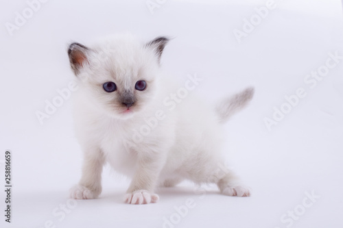 kitten cat breed sacred bIrma on a white background