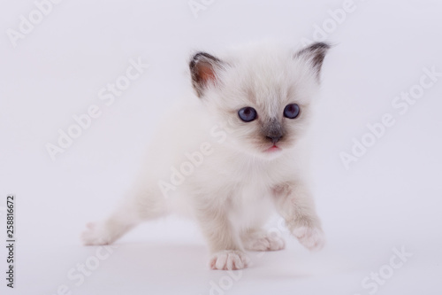 kitten cat breed sacred bIrma on a white background