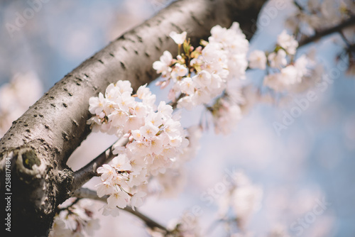 Cherry Blossom Bloom