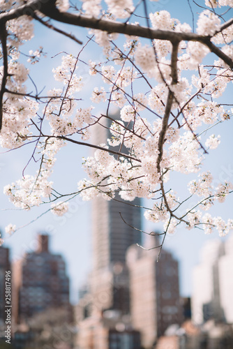 Cherry Blossom Bloom