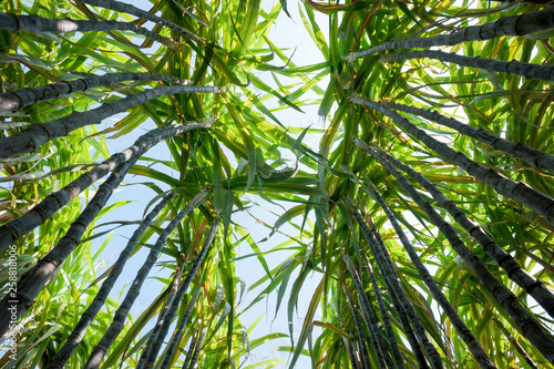 Sugarcane plants growing at field