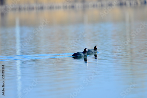 Coot birds in the water © qiujusong