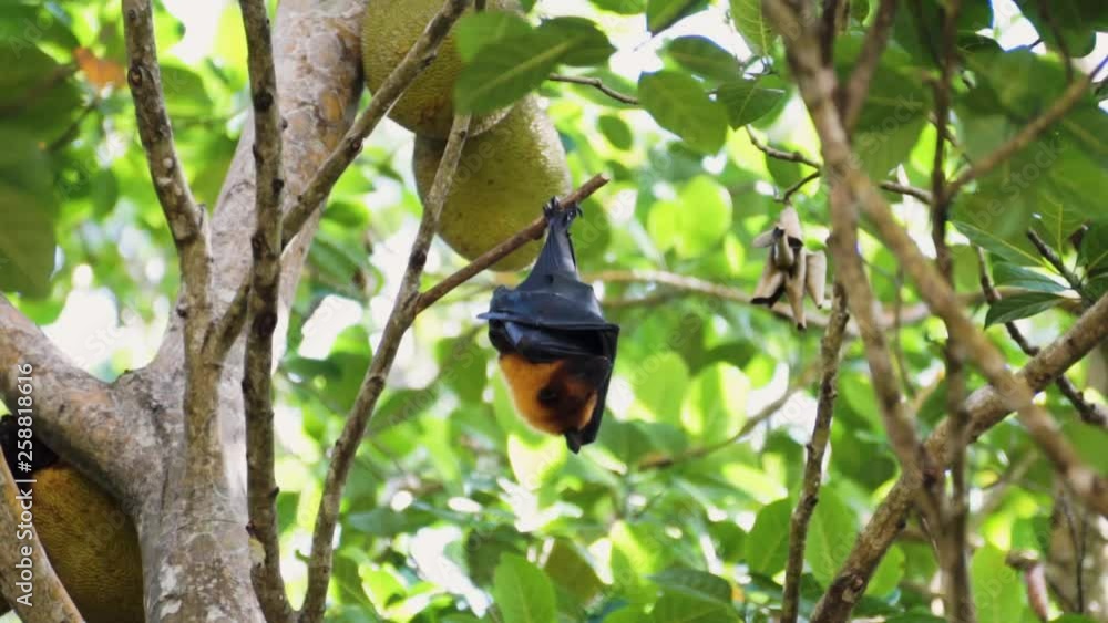 Flying Fox (Pteropus Seychellensis) hanging upside down on a tree ...