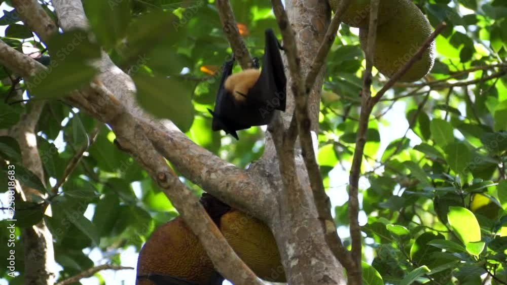 Flying Fox (Pteropus Seychellensis) climbing tree branches and eating jackfruit in front of a blurry background in the jungle of La Digue, Seychelles. Flying Fox (Pteropus Seychellensis) climbing tree branches and eating jackfruit in front of a blurry background in the jungle of La Digue, Seychelles.