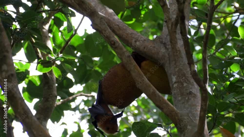 Flying Fox (Pteropus Seychellensis) climbing tree branches and eating jackfruit in front of a blurry background in the jungle of La Digue, Seychelles. Flying Fox (Pteropus Seychellensis) climbing tree branches and eating jackfruit in front of a blurry background in the jungle of La Digue, Seychelles.