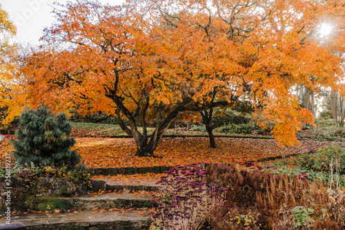 Stone stairs covered with orange leaves. Trees, autumn foliage at the RHS Wisley Gardens in Surrey, England. photo