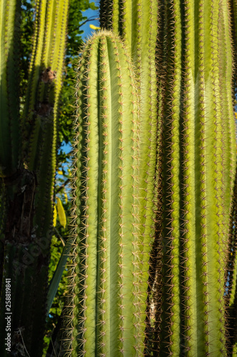 Cactos