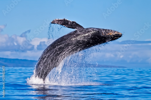 Giant Humpback breaching almost completely out of the ocean. © manuel
