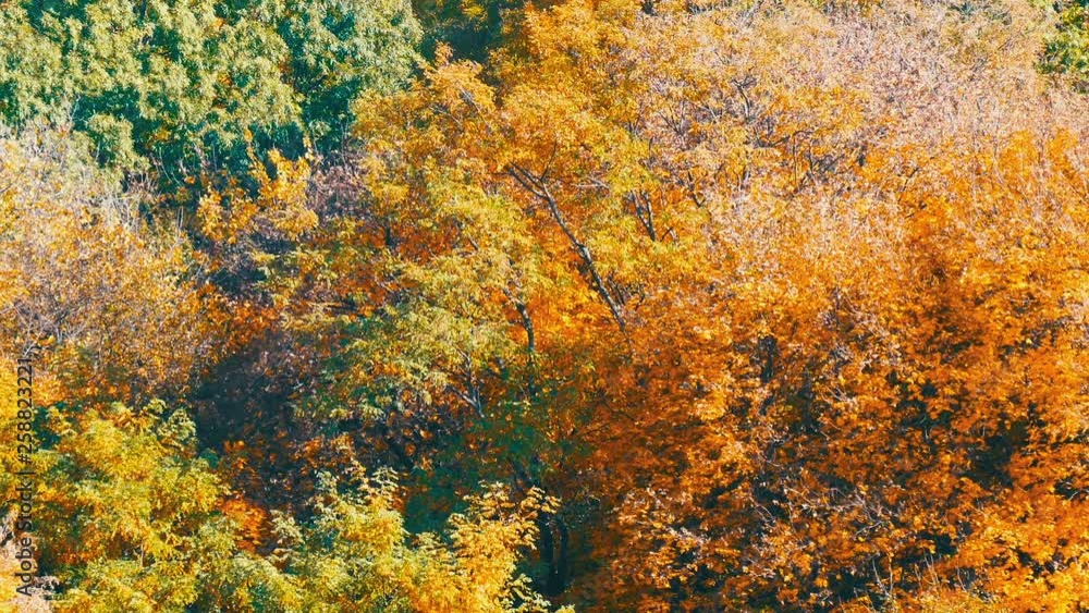 Picturesque landscape colorful autumn foliage on trees in the forest in nature Picturesque landscape colorful autumn foliage on trees in the forest in nature