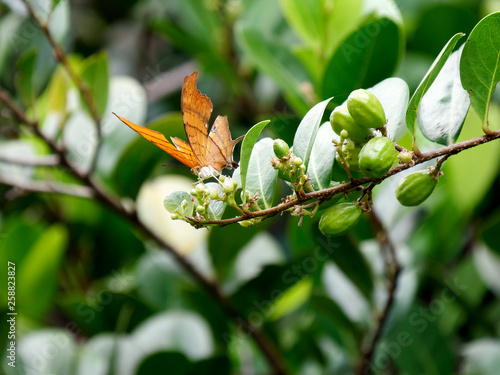 Ruddy Daggerwing Butterfly photo