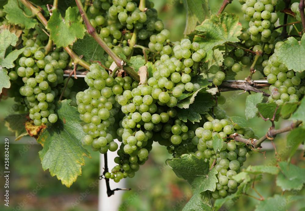 Fototapeta premium white wine grapes on the vine