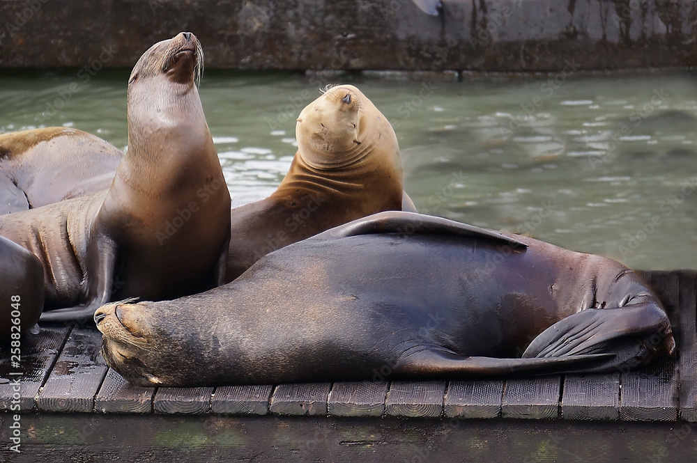 Fototapeta premium S.F. Seal-2