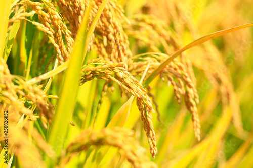 Mature rice in rice field,