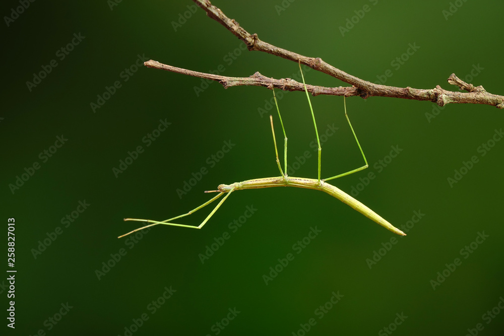 Stick insect or Phasmids (Phasmatodea or Phasmatoptera) also known as
