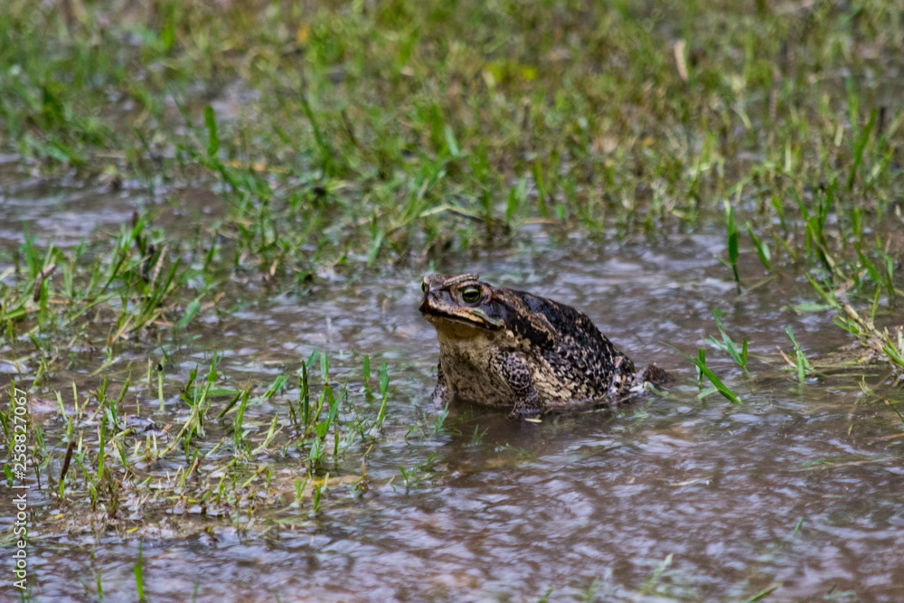 Sapo bajo la lluvia Sapo bajo la lluvia