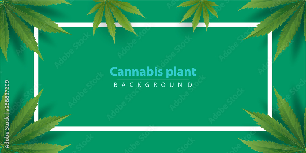 Fototapeta premium Marijuana plant and cannabis on green background.