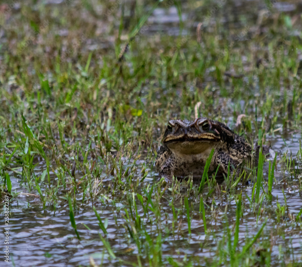 Fototapeta premium Sapo bajo la lluvia