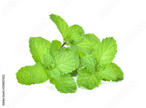 Mint leafs herb isolated on white background