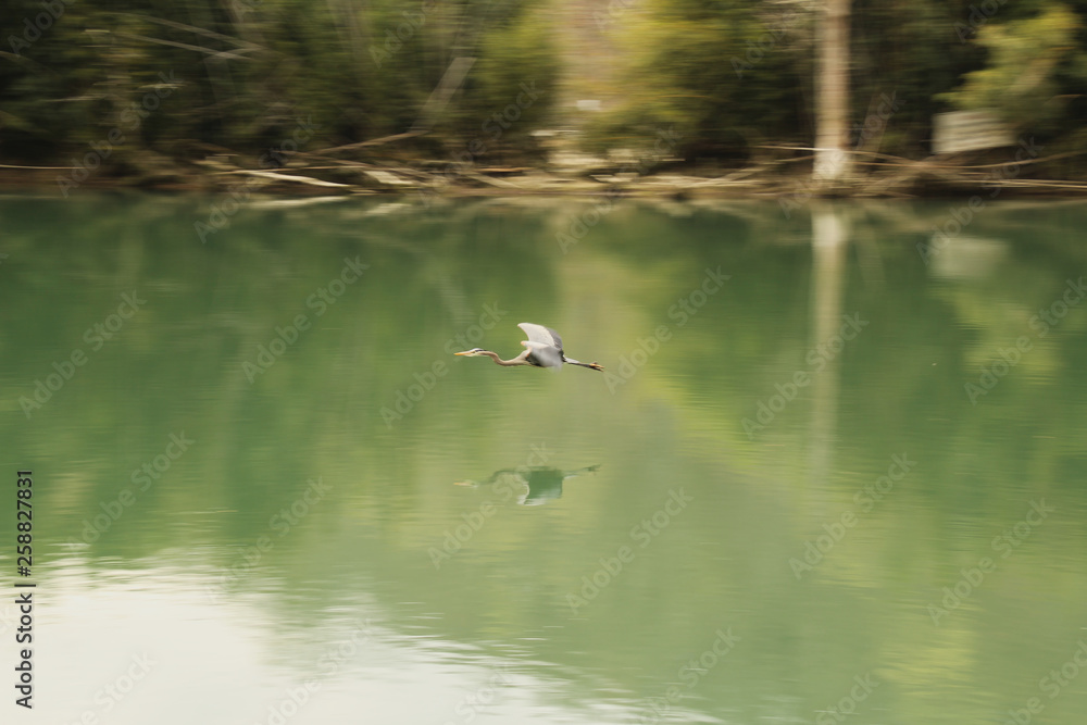 Flying Heron Reflected in Water Flying Heron Reflected in Water