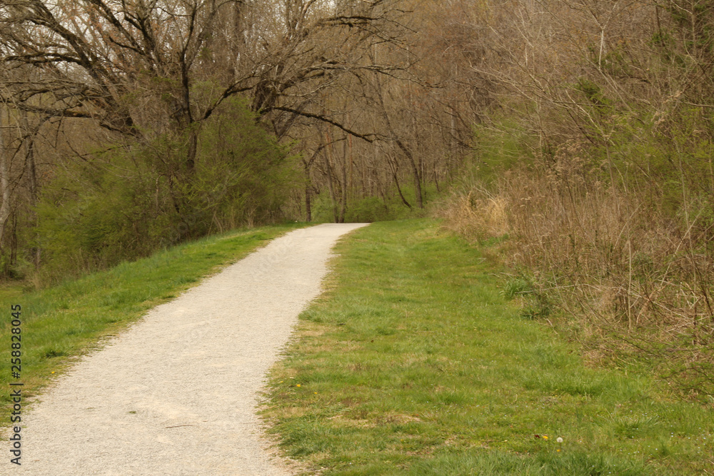 Obraz premium Path in the Woods