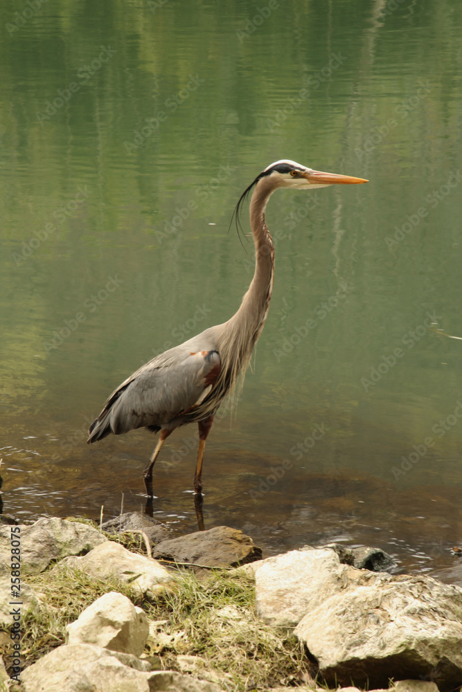 Fototapeta premium Profile of a Heron