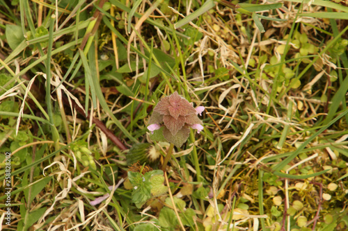 Small Pink Flower