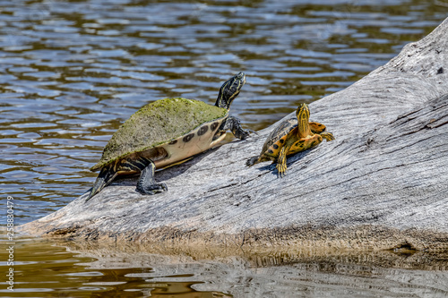 Turtles Basking in the Sun - Sanibel Island  Florida