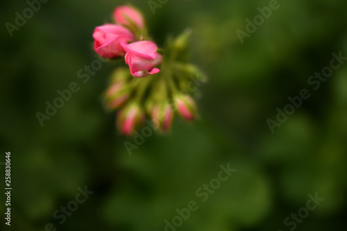 SEASON fLOWERS