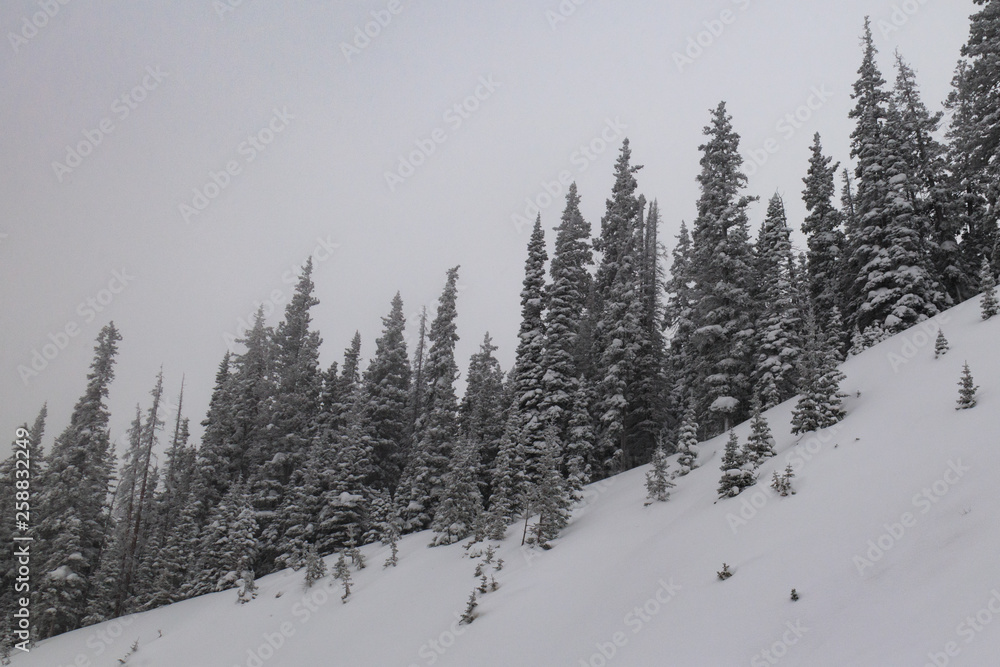 Snow covered pine trees and mountain scene in Rocky Mountain National Park